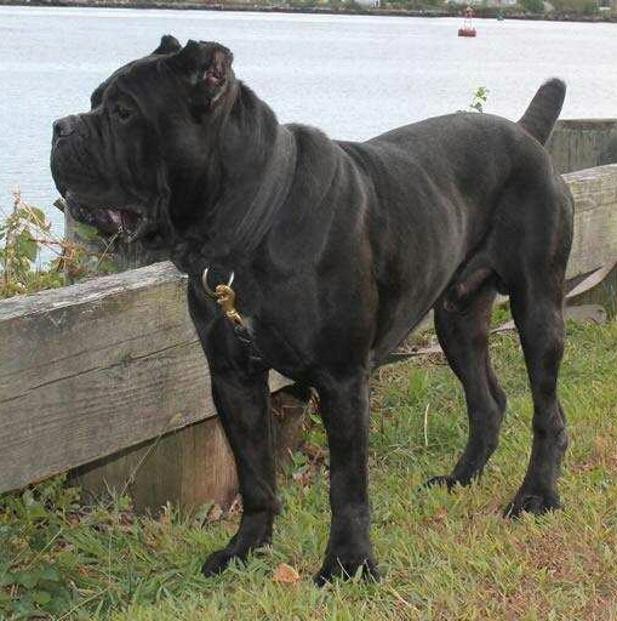 fully grown cane corso