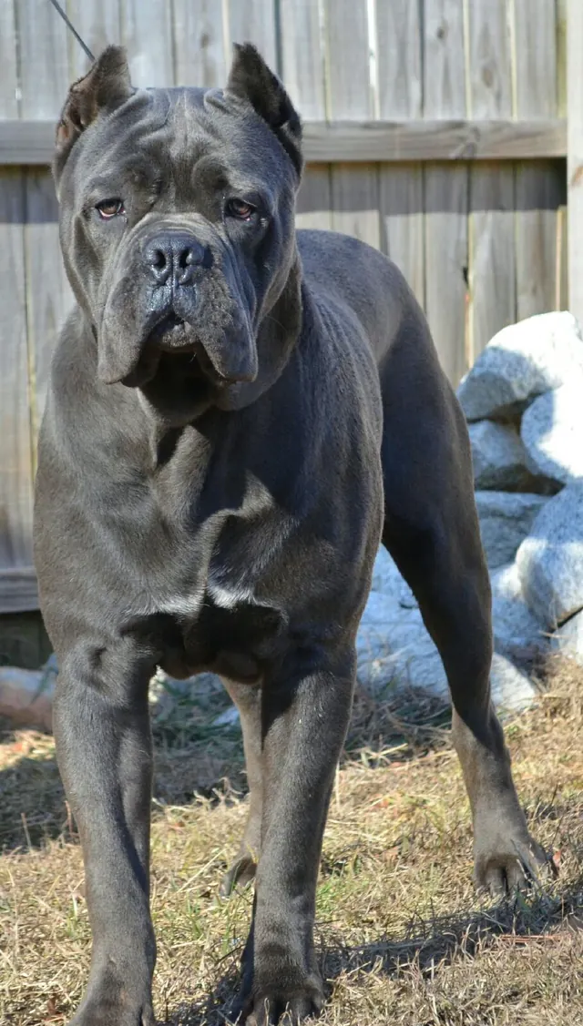 Batman as a grown blue Cane Corso at 14 months