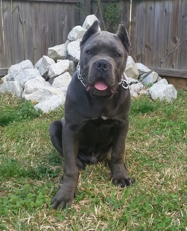 Batman at 21 weeks old standing on grass