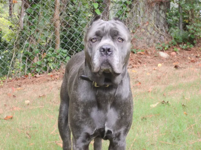 A blue Cane Corso standing in a yard