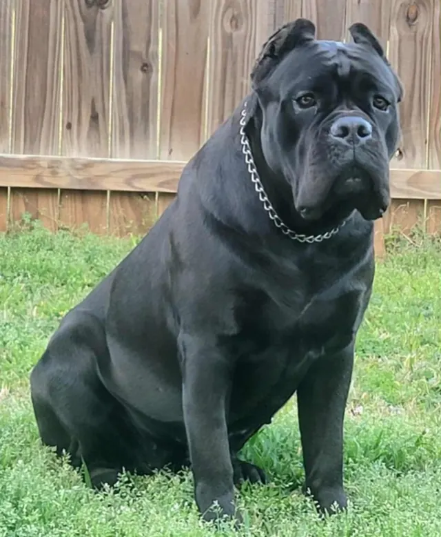Cleopatra, a black Cane Corso, sitting on grass