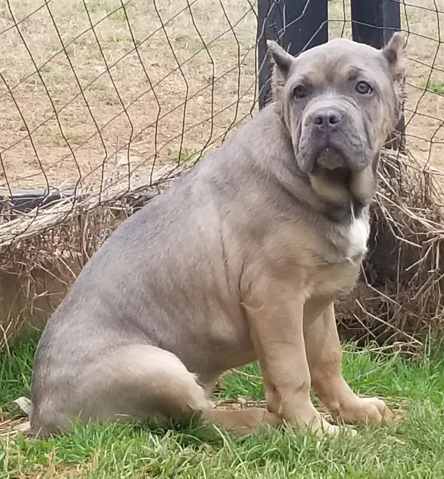 Russian Cream, a light gray Cane Corso, sitting on grass