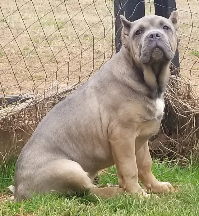 Russian Cream sitting in a yard