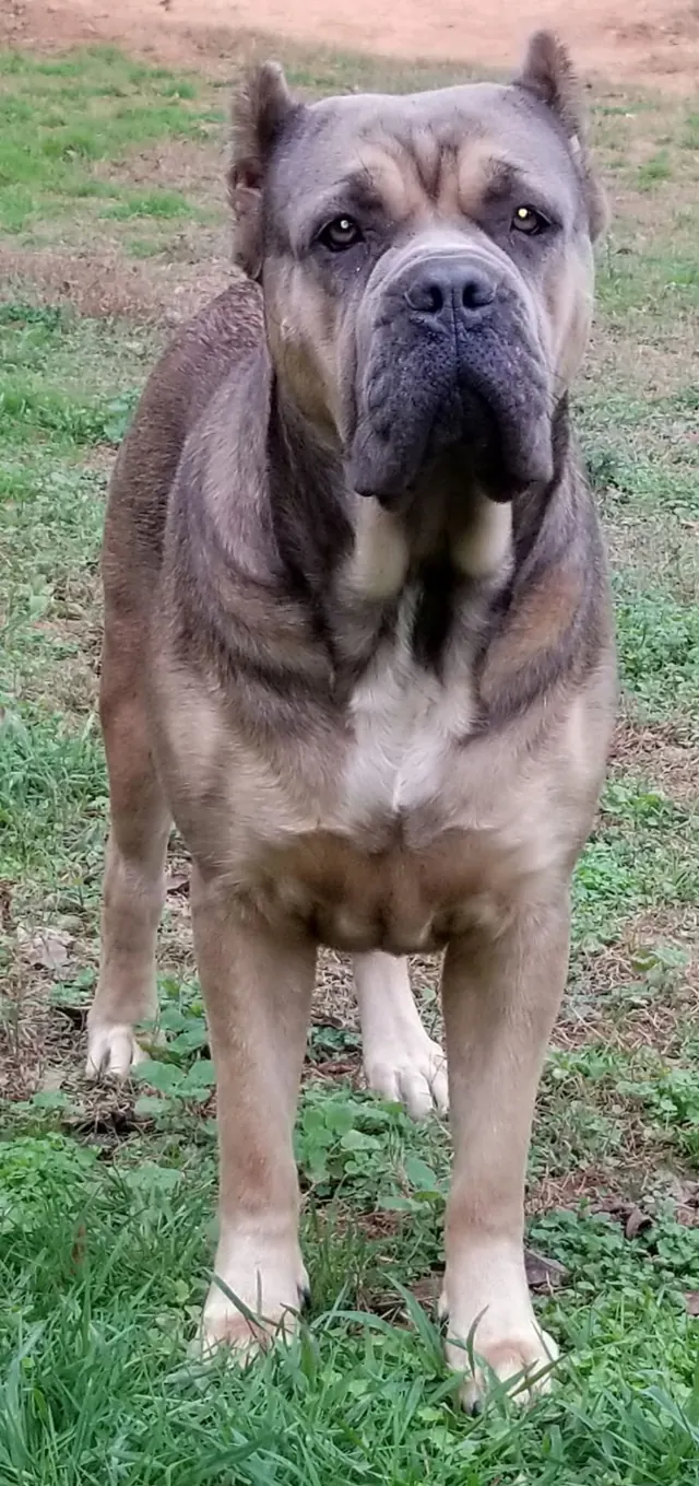 Russian Cream fully grown, standing on grass