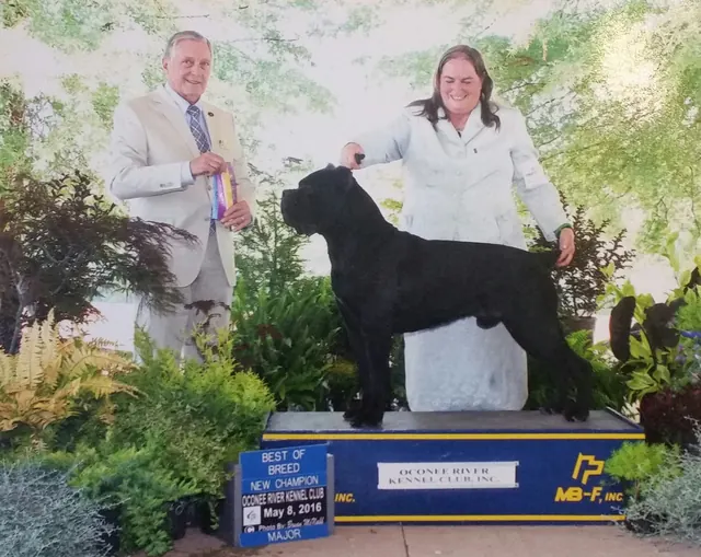 Destro being awarded AKC Champion at a dog show