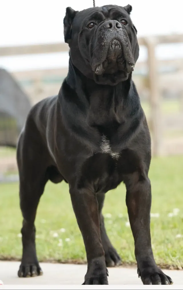 Destro standing square, facing the camera