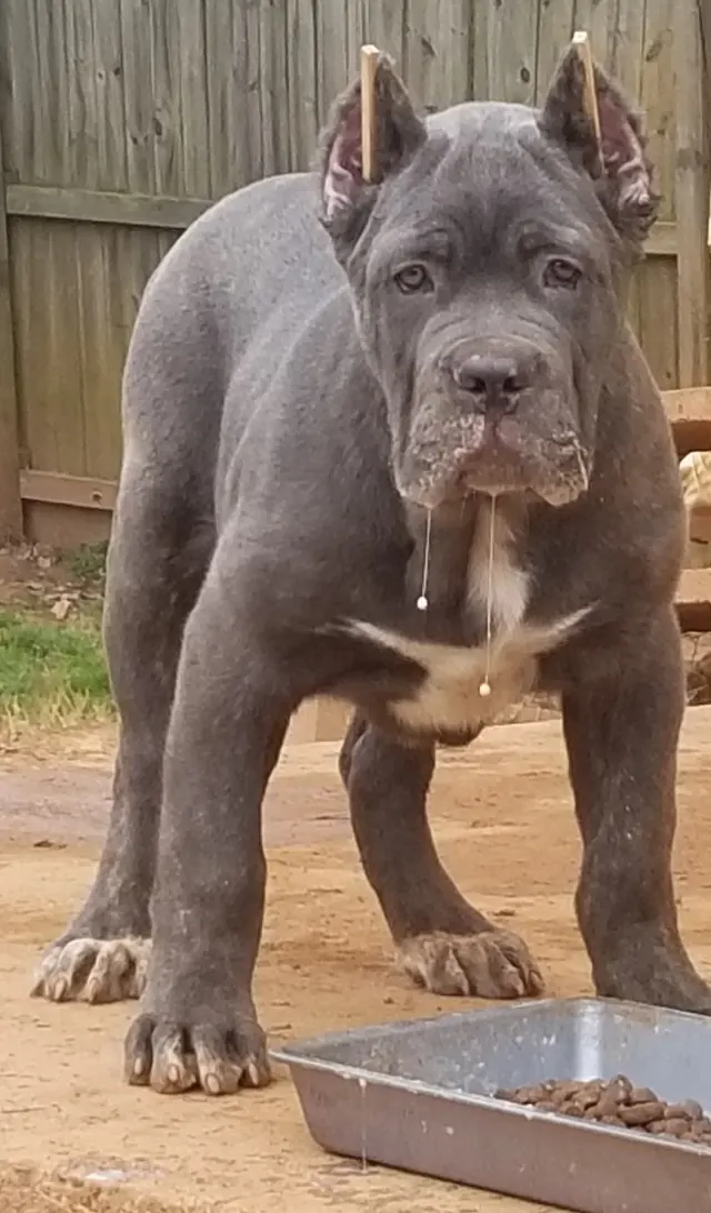 Young blue Cane Corso standing beside a food bowl
