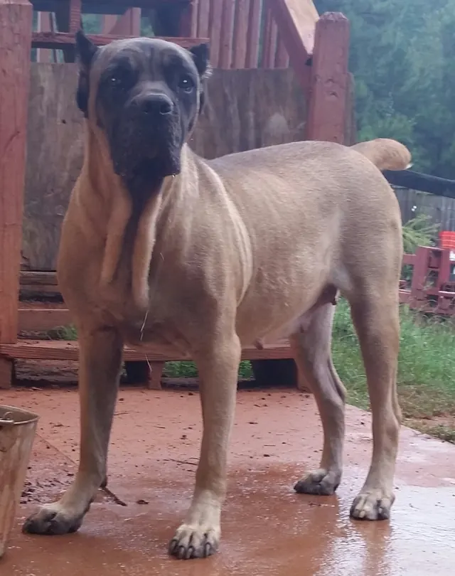 Fendi, a fawn Cane Corso, standing on a deck