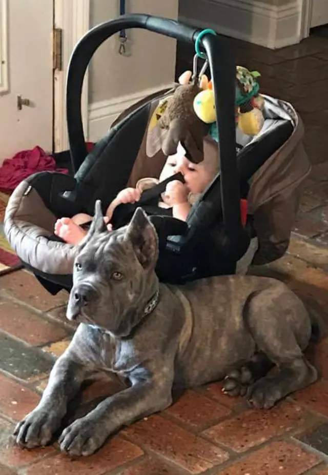A blue Cane Corso puppy lying beside a baby in a car seat