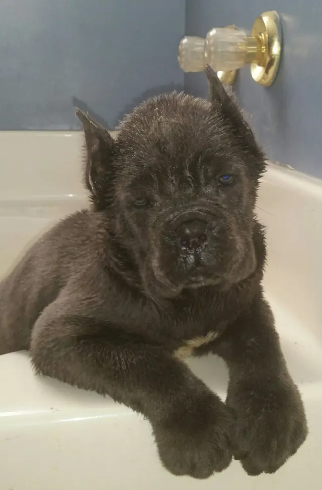Black Cane Corso puppy at bath time in a tub