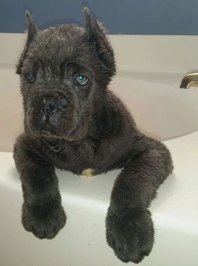 Blue Cane Corso puppy peeking over the edge of a bathtub
