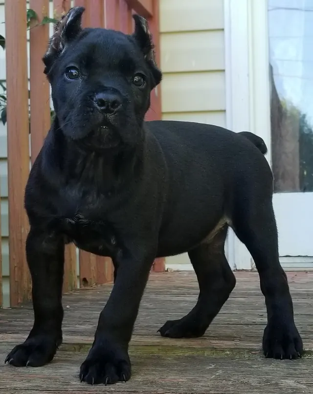 Black Cane Corso puppy standing on a porch