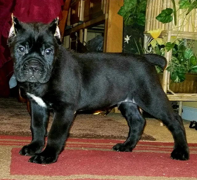 Black male Cane Corso puppy standing on a rug