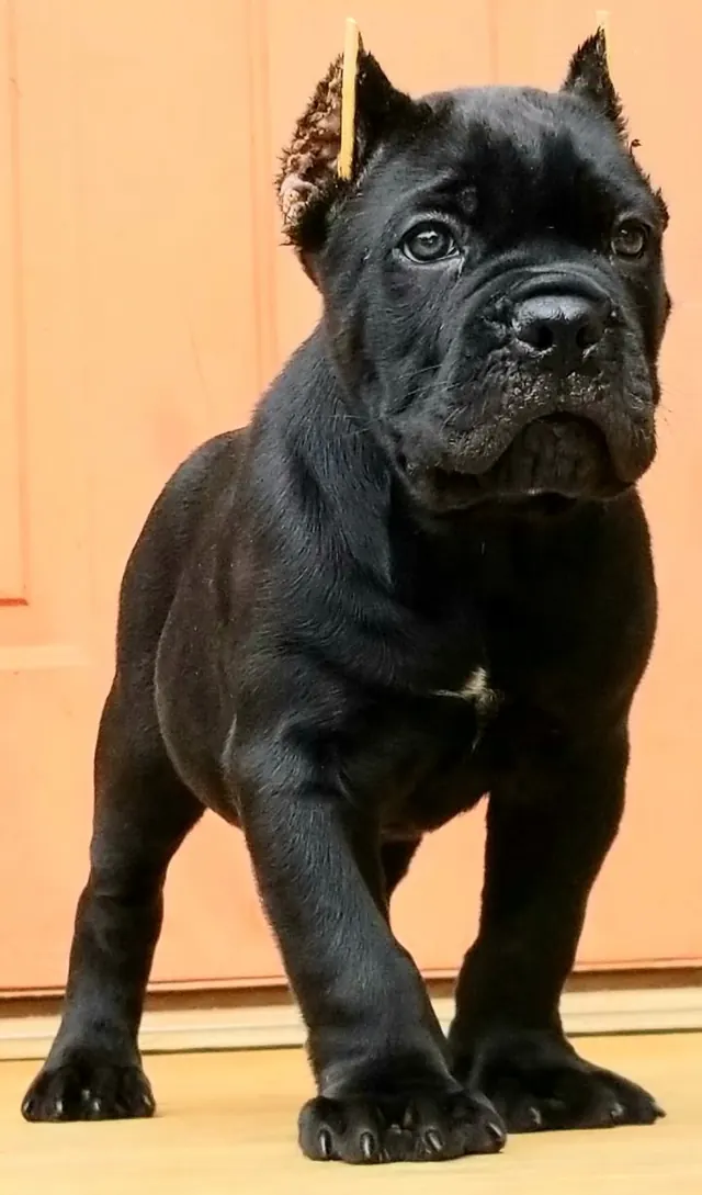 Black Cane Corso puppy standing by a door