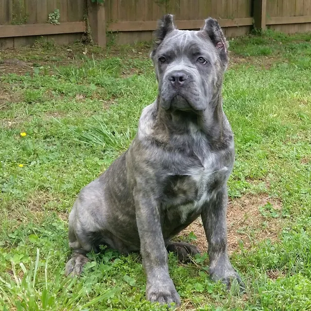 Blue brindle female Cane Corso puppy sitting on grass