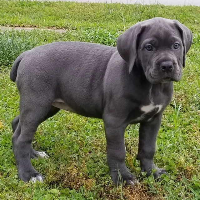 Blue female Cane Corso puppy standing on grass