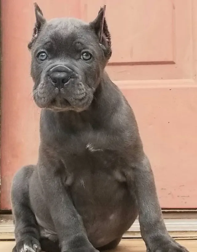 Blue Cane Corso puppy sitting by a door