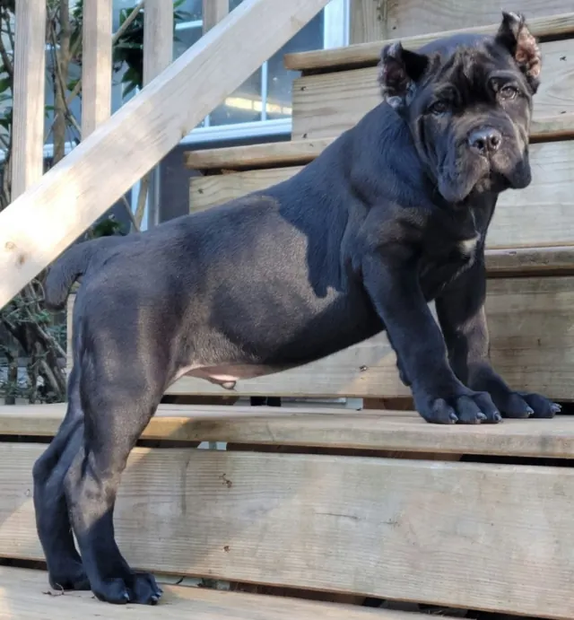Young blue Cane Corso standing on wooden steps