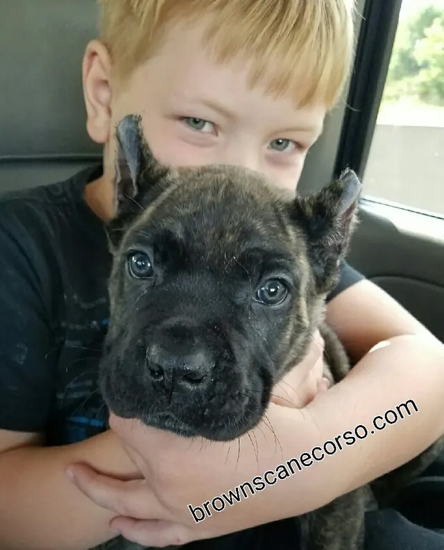 A young boy hugging a brindle Cane Corso puppy