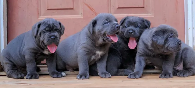 A litter of five Cane Corso puppies lined up on a porch