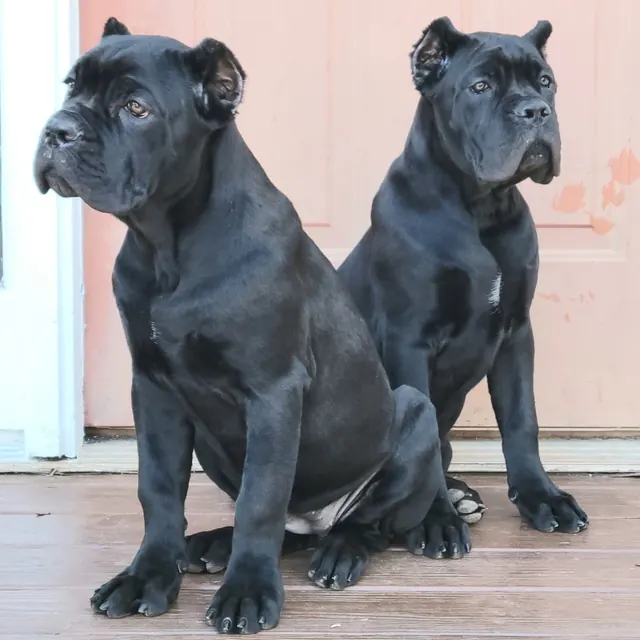 Two black Cane Corso puppies sitting together by a door