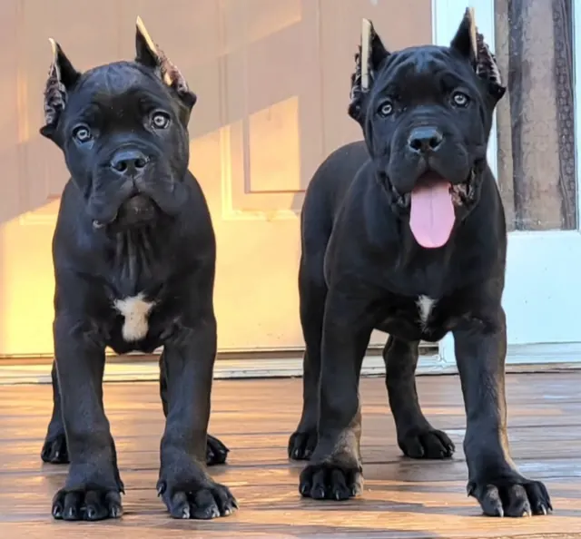 Two black Cane Corso puppies standing side by side on a porch