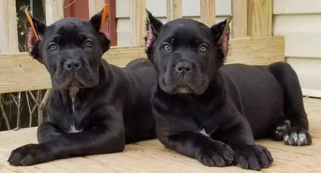 Two black Cane Corso puppies lying on a porch