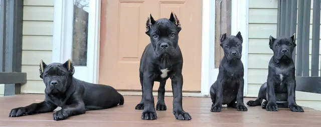Four black Cane Corso puppies on a front porch