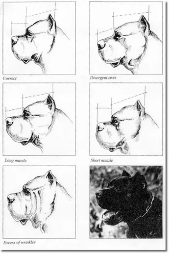 Line drawings comparing Cane Corso head and muzzle types