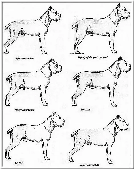 Line drawings comparing correct and faulty Cane Corso body construction in profile