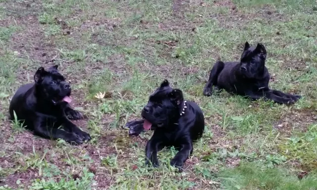Three black Cane Corso puppies lying in a yard
