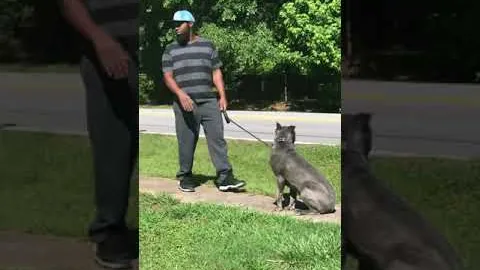 Bella, 7-month-old Cane Corso: hand commands