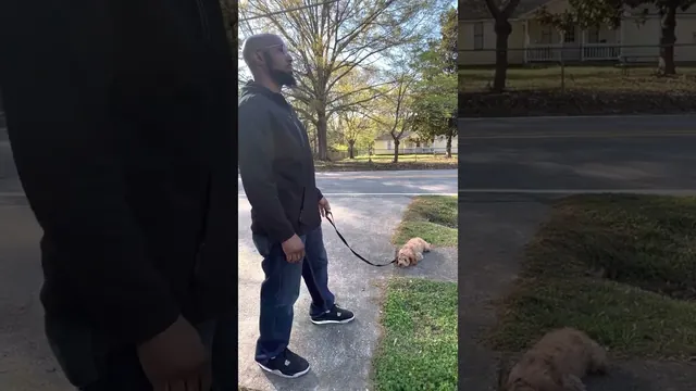 Leash obedience and hand commands with distractions
