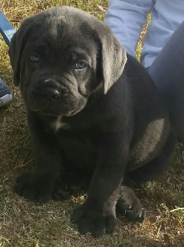Vader, a black Cane Corso puppy, sitting